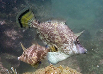 Image of Monacanthus chinensis (Fan-bellied leatherjacket)