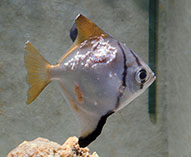 Image of Monodactylus kottelati 