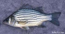 Image of Morone mississippiensis (Yellow bass)