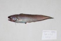 Image of Monomitopus pallidus 