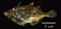 Image of Stephanolepis setifer (Pygmy filefish)