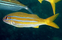Image of Mulloidichthys ayliffe (Indian mimic goatfish)