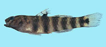 Image of Mugilogobius fasciatus 