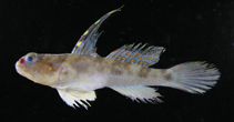 Image of Myersina adonis (Adonis shrimpgoby)