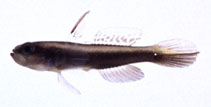 Image of Myersina macrostoma (Bigmouth shrimpgoby)