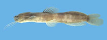 Image of Myoglanis potaroensis 
