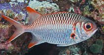 Image of Myripristis violacea (Lattice soldierfish)