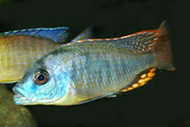Image of Naevochromis chrysogaster 