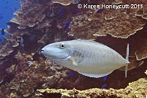 Image of Naso lopezi (Elongate unicornfish)