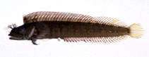 Image of Neoclinus bryope 