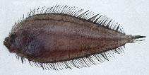 Image of Neolaeops microphthalmus (Crosseyed flounder)