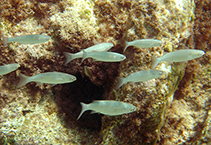 Image of Oedalechilus labeo (Boxlip mullet)
