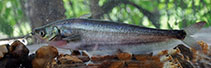 Image of Ompok ceylonensis (Dryzone butter catfish)