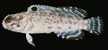 Image of Opistognathus darwiniensis (Darwin jawfish)