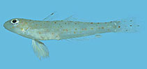 Image of Oplopomops diacanthus (Hole goby)