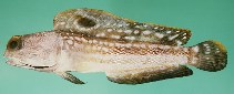 Image of Opistognathus nigromarginatus (Birdled jawfish)