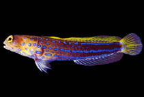 Image of Opistognathus panamaensis (Panamanian jawfish)