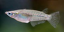 Image of Oryzias dancena (Indian blue ricefish)
