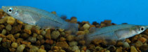 Image of Oryzias dancena (Indian blue ricefish)
