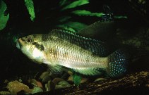 Image of Orthochromis mazimeroensis 