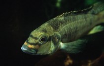 Image of Orthochromis mosoensis 