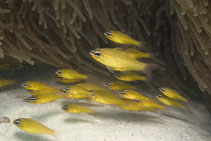 Image of Ostorhinchus luteus (Yellow cardinalfish)