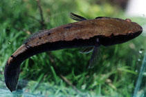 Image of Oxyeleotris lineolata (Sleepy cod)