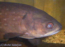 Image of Papyrocranus afer (Reticulate knifefish)