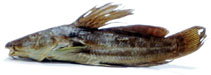 Image of Parauchenoglanis altipinnis 