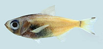 Image of Parapriacanthus argenteus (Yellowhead sweeper)