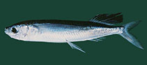 Image of Parexocoetus brachypterus (Sailfin flyingfish)