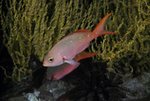 Image of Cephalopholis colonus (Pacific creole-fish)