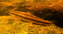 Image of Parodon guyanensis 