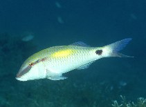 Image of Parupeneus indicus (Indian goatfish)