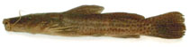 Image of Parauchenoglanis longiceps 