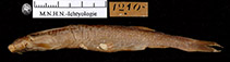 Image of Pareiodon microps 