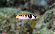 Image of Parupeneus multifasciatus (Manybar goatfish)