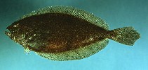 Image of Hippoglossina oblonga (American fourspot flounder)