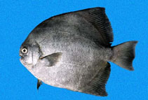 Image of Parapsettus panamensis (Panama spadefish)