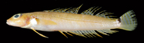 Image of Parapercis okamurai 