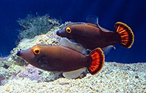 Image of Pervagor alternans (Yelloweye filefish)