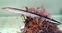 Image of Peronedys anguillaris (Eel snake blenny)