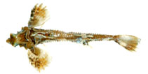 Image of Percis japonica (Dragon poacher)