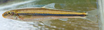 Image of Phenacobius catostomus (Riffle minnow)