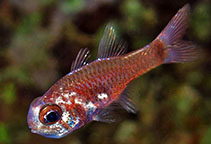 Image of Phaeoptyx conklini (Freckled cardinalfish)