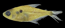 Image of Phenacogaster franciscoensis 