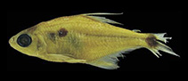 Image of Phenacogaster franciscoensis 