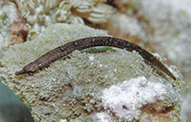 Image of Phoxocampus tetrophthalmus (Trunk-barred pipefish)