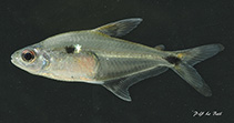 Image of Phenacogaster wayampi 