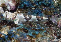 Image of Platygillellus altivelis (Sailfin stargazer)